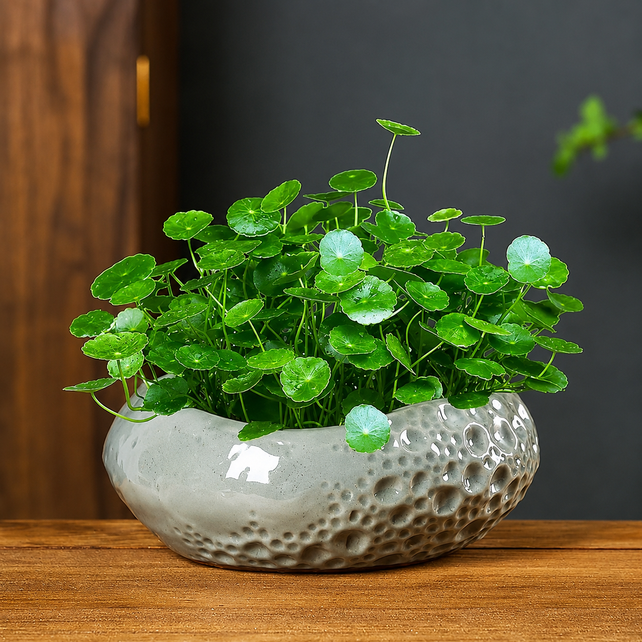 Copper Coin Grass Seeds