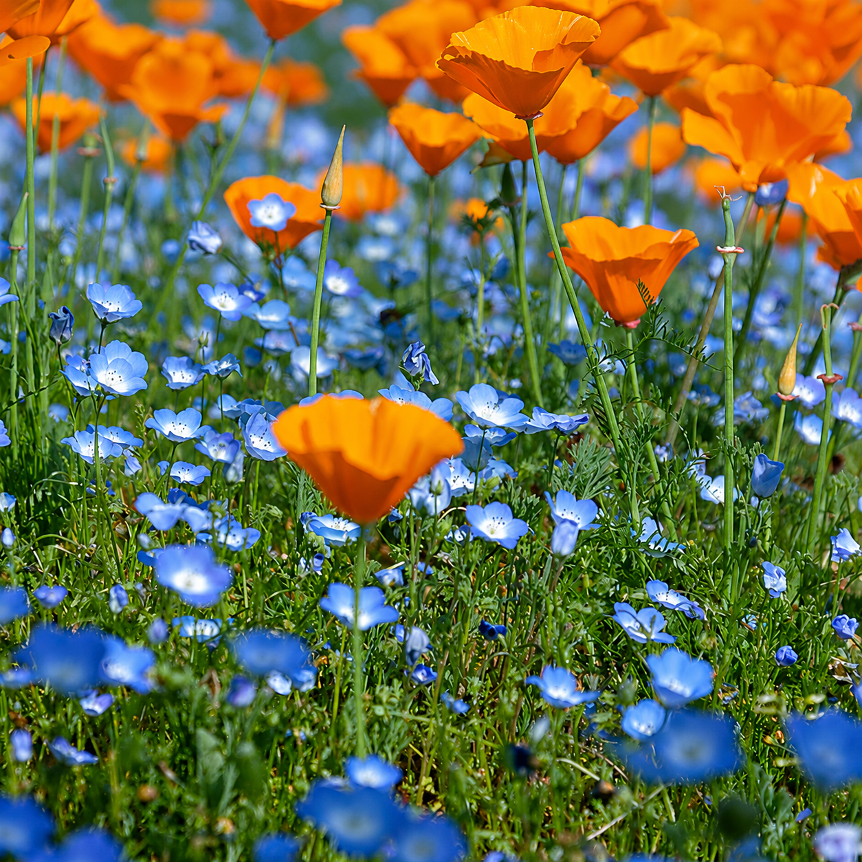 Baby Blue Eyes Seeds