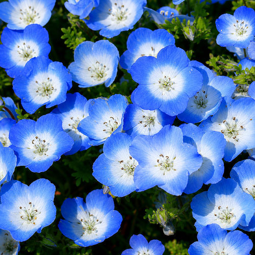 Baby Blue Eyes Seeds