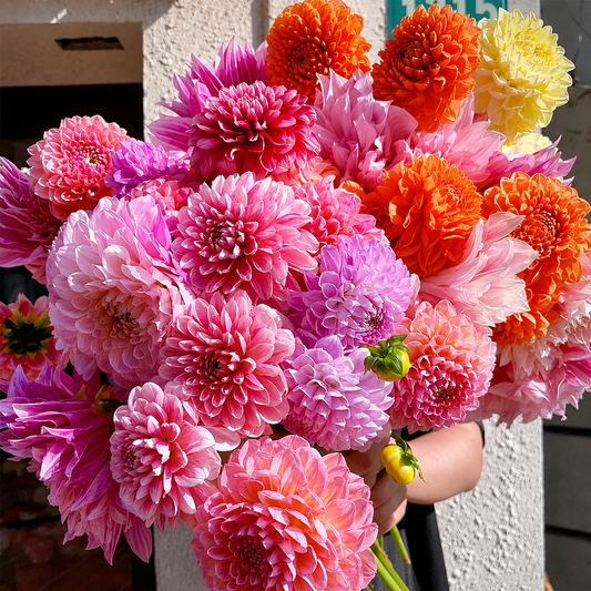 Dahlia Seeds