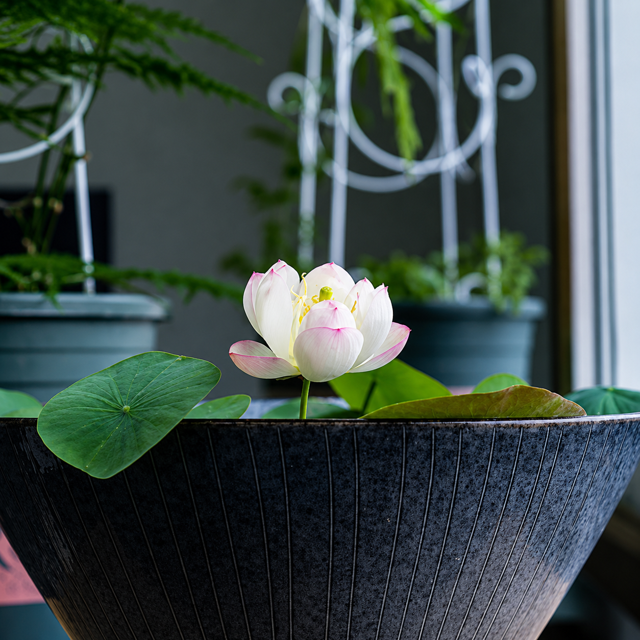 Bowl Lotus Seeds