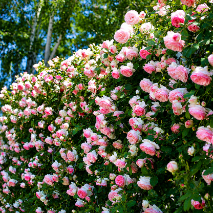 Climbing Rose Seeds