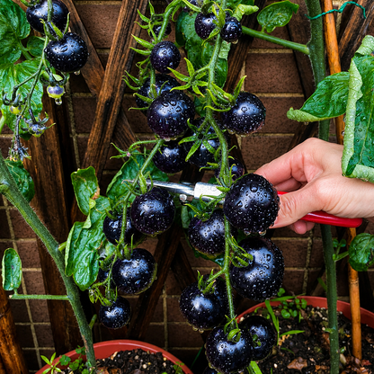 Black Pearl Cherry Tomato Seeds (Non-GMO Heirloom)
