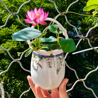 Bowl Lotus Seeds