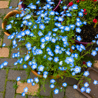 Baby Blue Eyes Seeds