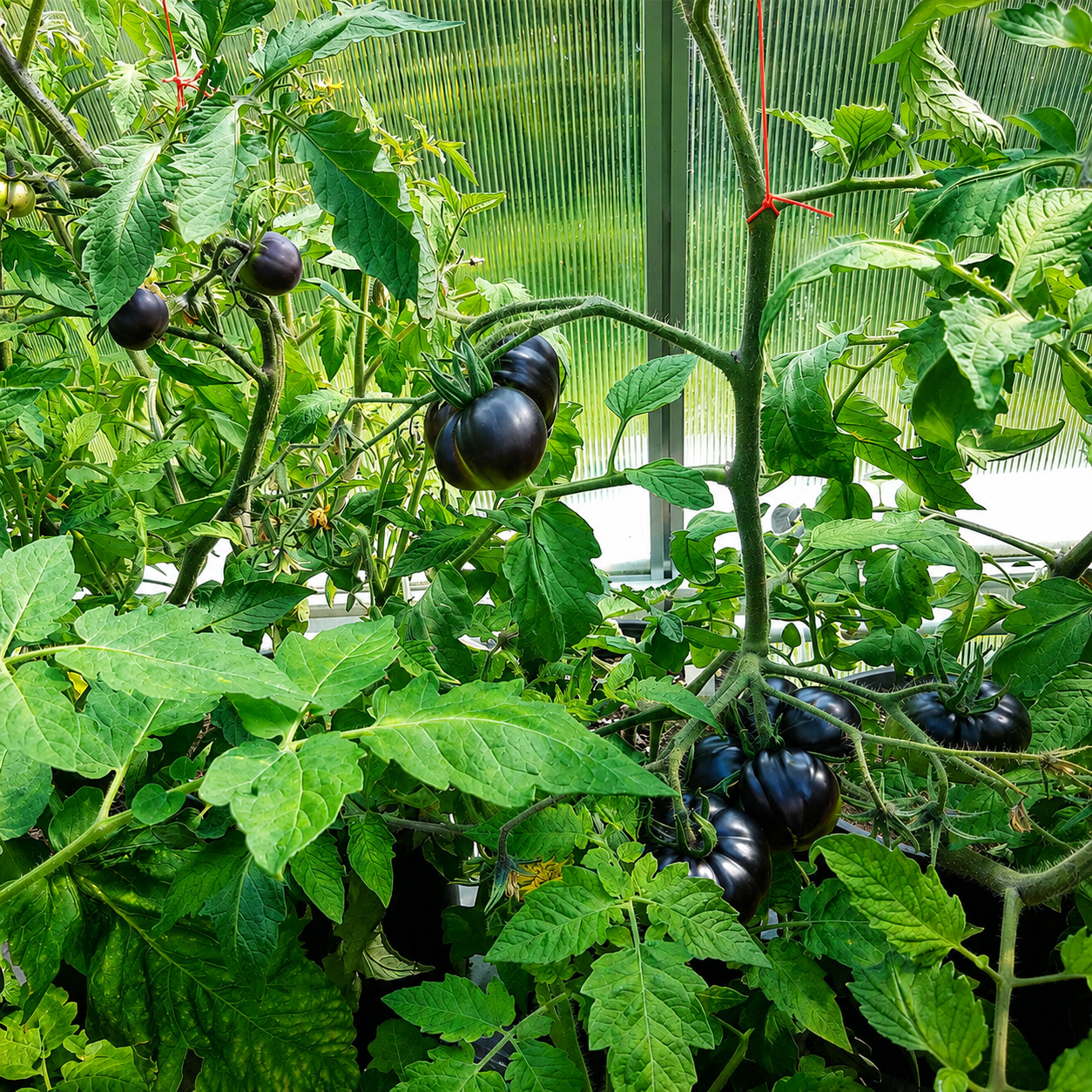 Black Pearl Cherry Tomato Seeds (Non-GMO Heirloom)
