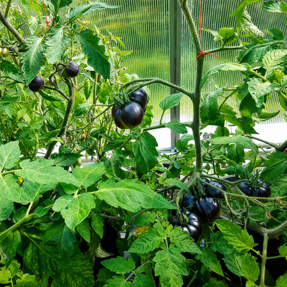 Black Pearl Cherry Tomato Seeds (Non-GMO Heirloom)
