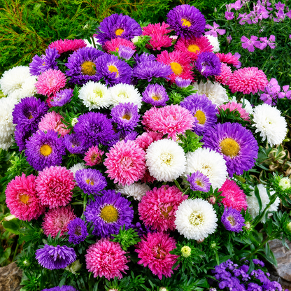 Chinese Aster Seeds