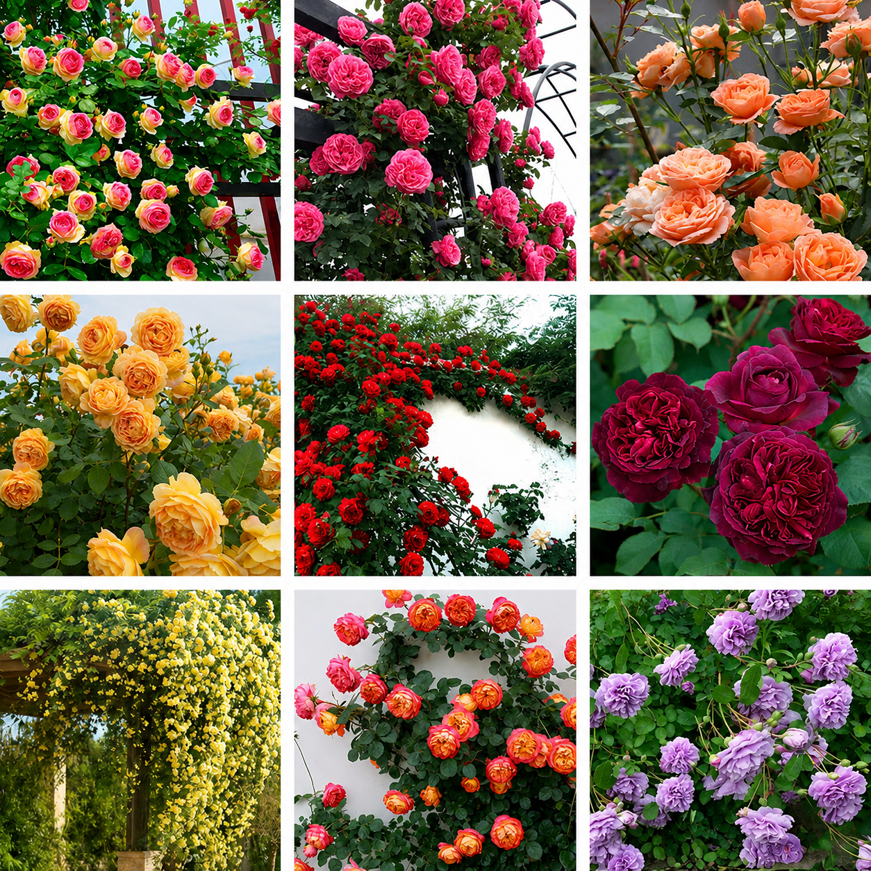 Climbing Rose Seeds