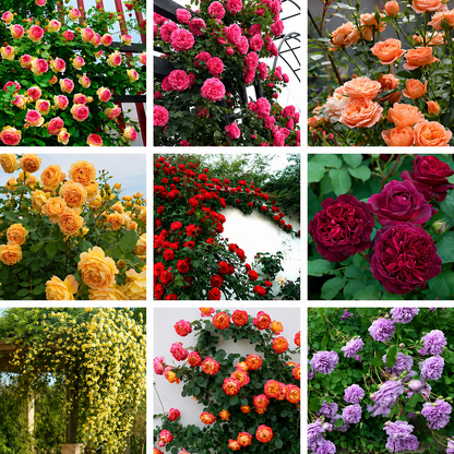 Climbing Rose Seeds