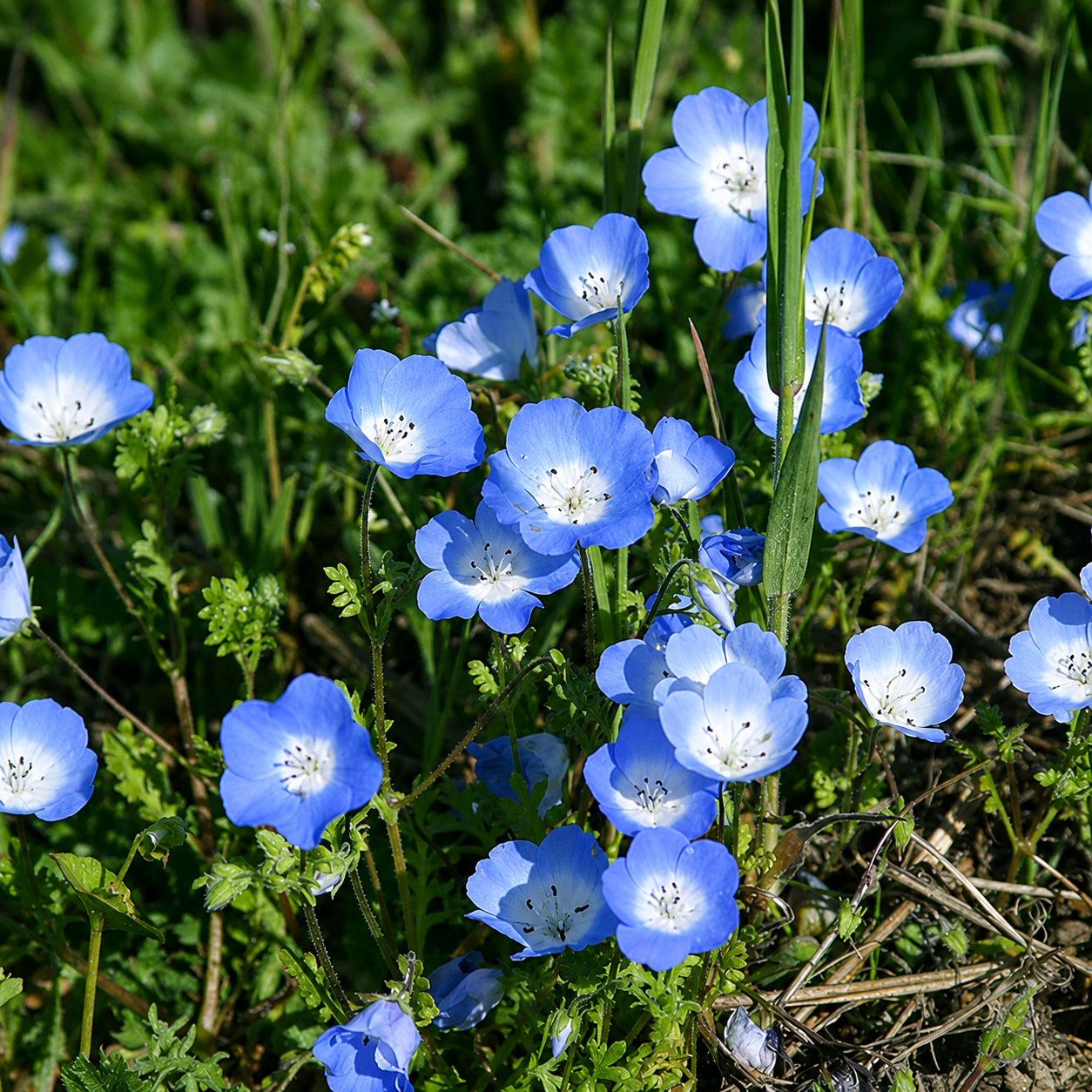 Baby Blue Eyes Seeds
