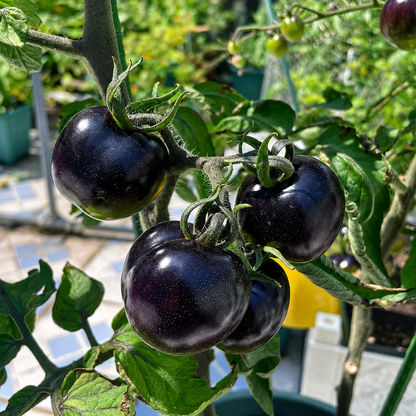 Black Pearl Cherry Tomato Seeds (Non-GMO Heirloom)