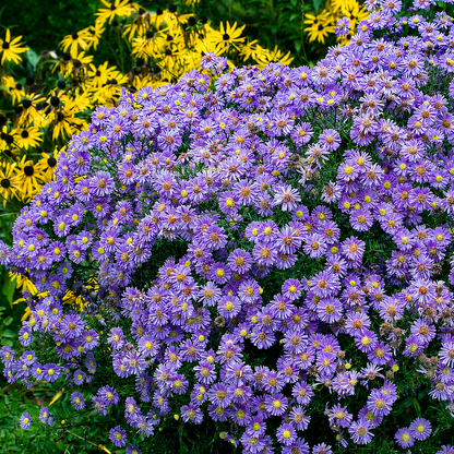 Chinese Aster Seeds