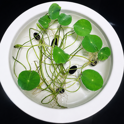 Bowl Lotus Seeds