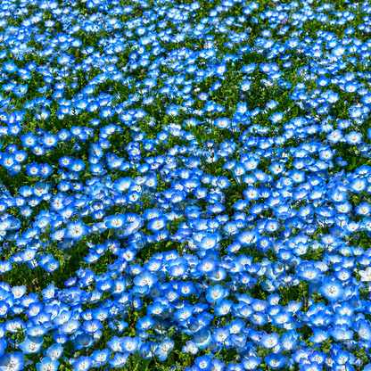 Baby Blue Eyes Seeds