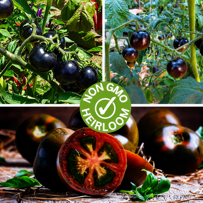 Black Pearl Cherry Tomato Seeds (Non-GMO Heirloom)