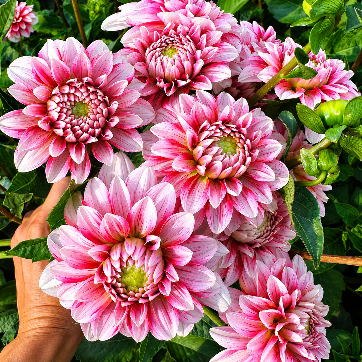 Dahlia Seeds