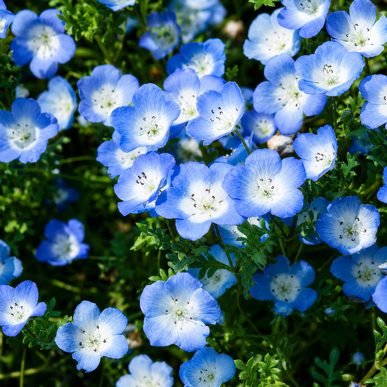 Baby Blue Eyes Seeds
