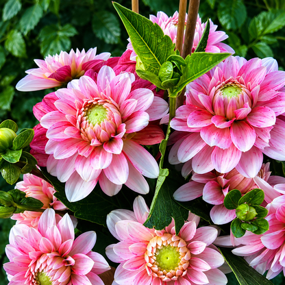 Dahlia Seeds