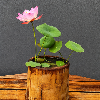 Bowl Lotus Seeds