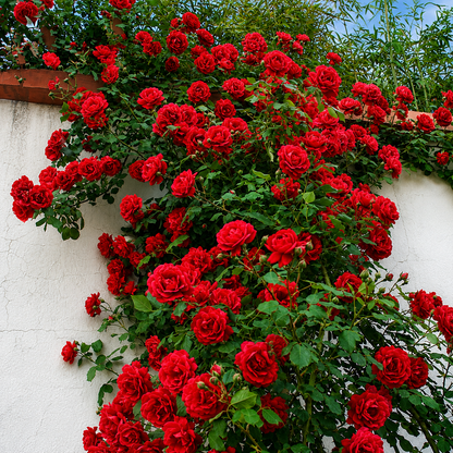 Climbing Rose Seeds