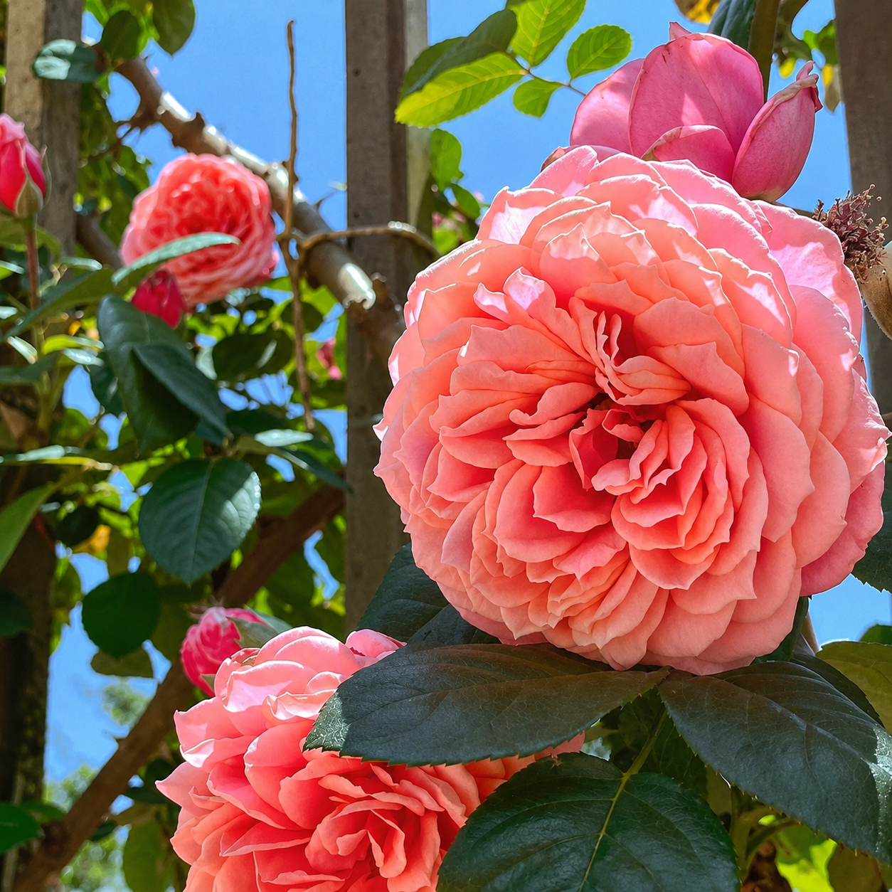 Climbing Rose Seeds